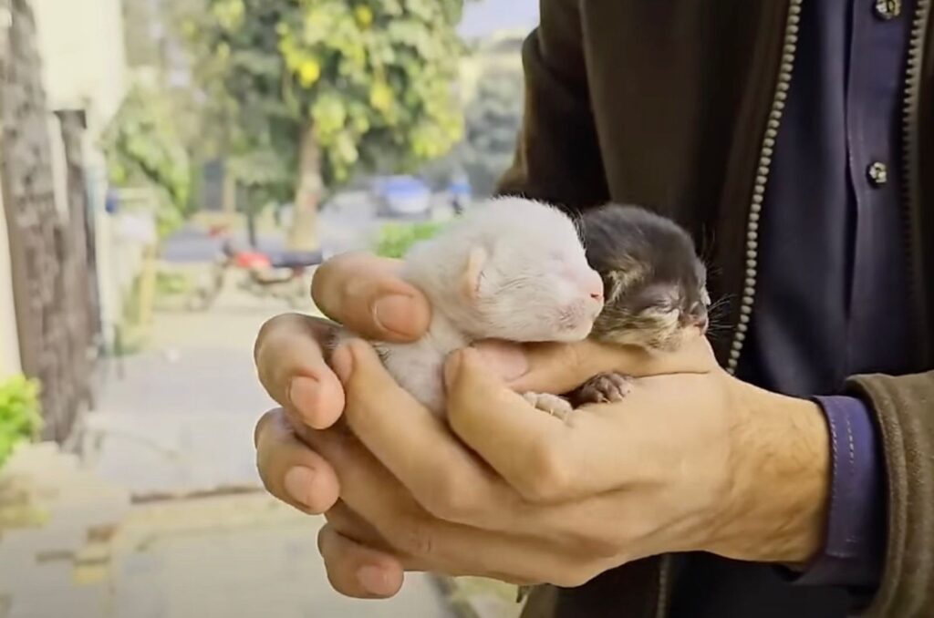 Zwei neugeborene kleine Katzen