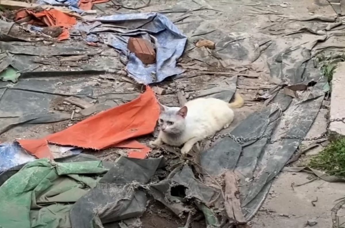 Angekettete Katze liegt zwischen Muell