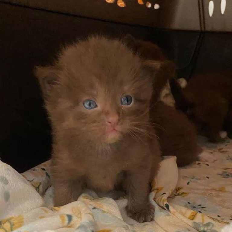 Braunes Katzenbaby mit blauen Augen