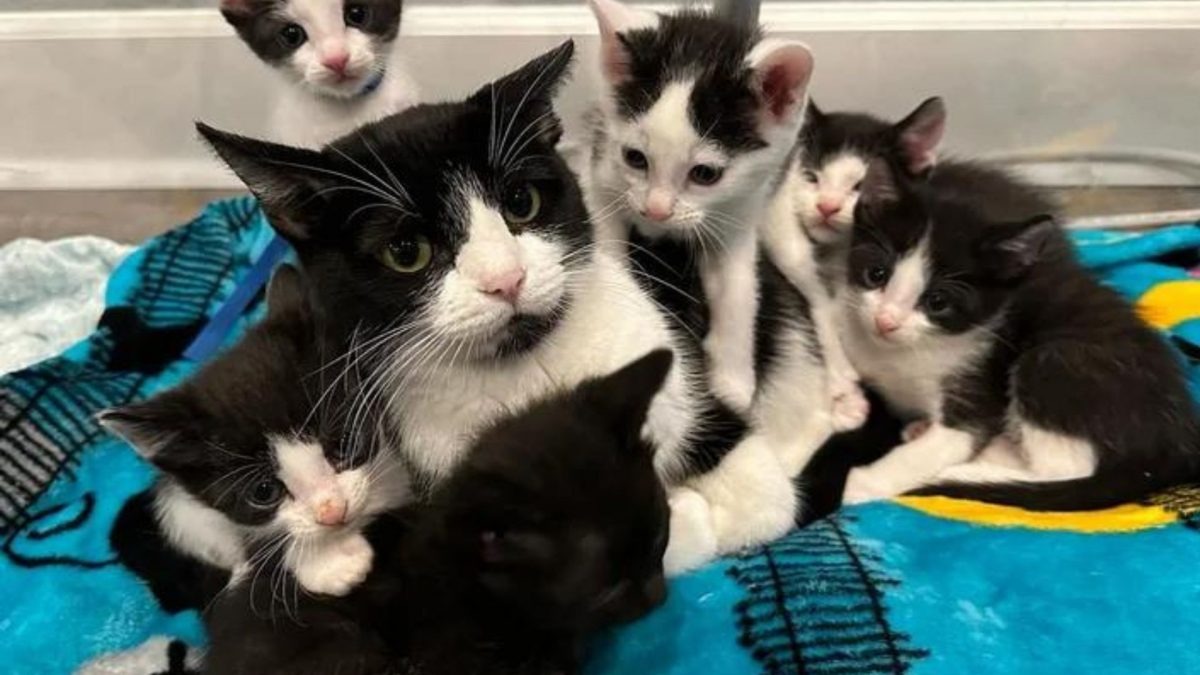 Katzenmama liegt mit ihren Katzenbabys