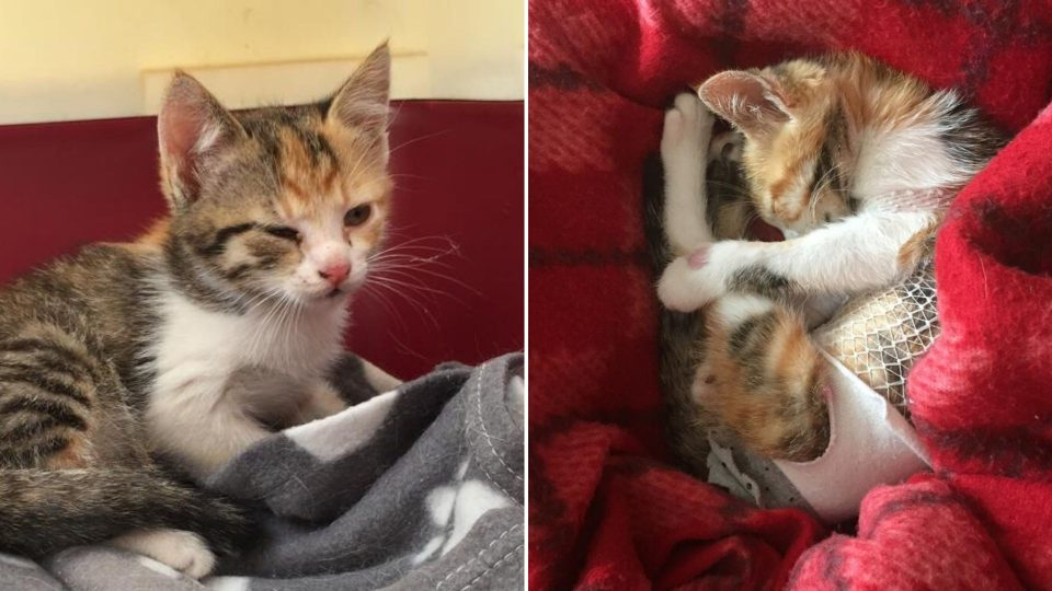 Frau rettet kleines Katzenbaby