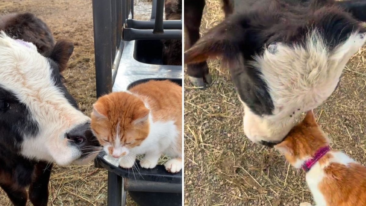 Katze und Kuh mit besonderer Verbindung