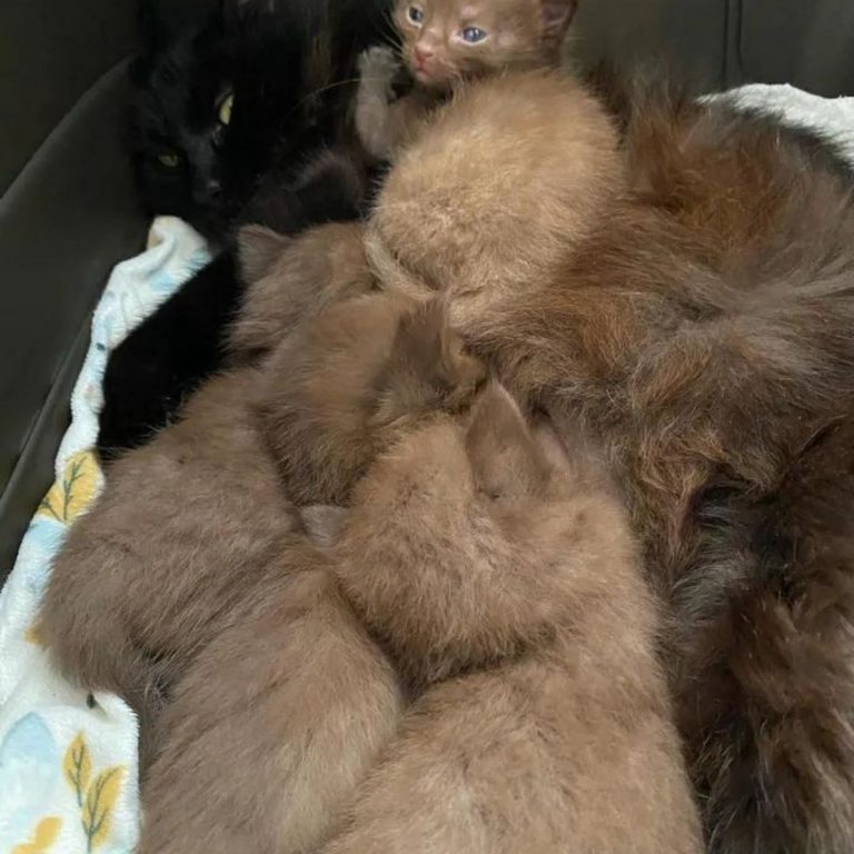 Fuenf kleine braune Katzenbabys