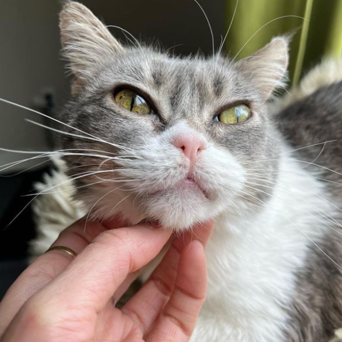 Graue Katze mit grossen gruenen Augen