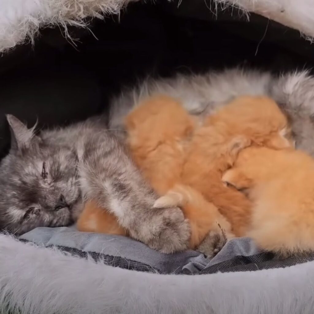 Grosse graue Katze mit kleinen Katzenbabys