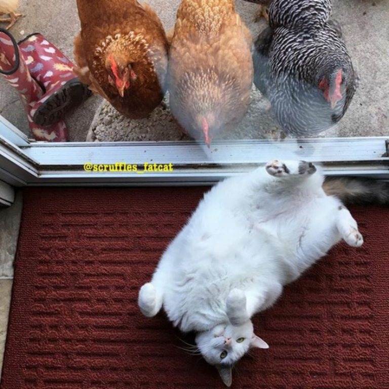 Huehner staunen ueber die Posen dieser Katze