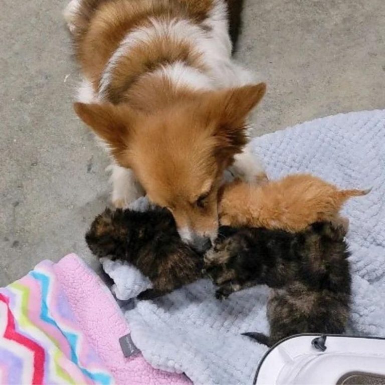 Hund beschnuppert Katzen