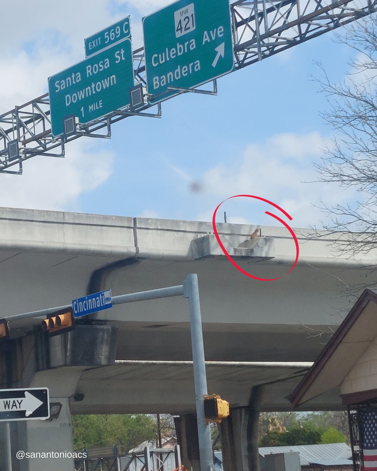 Katze an einer autobahnueberfuehrung