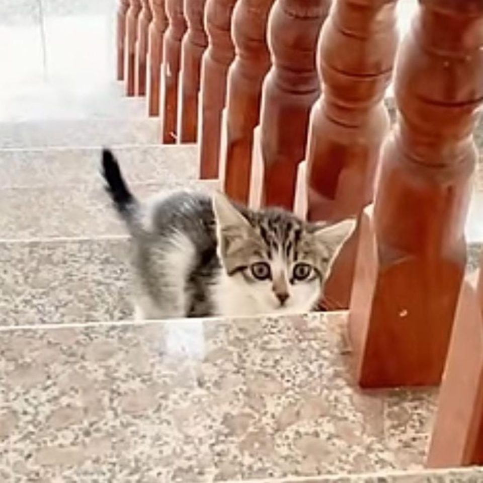 Katze auf einer Treppe