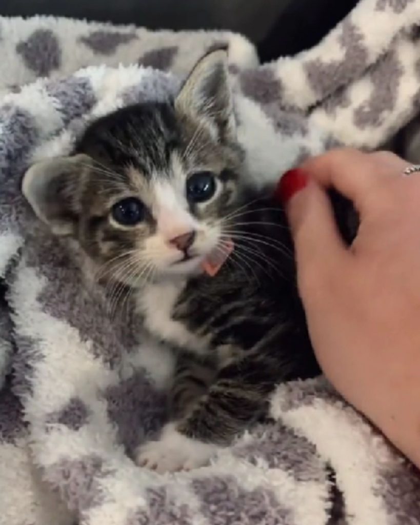 Katze eingewickelt in eine Decke