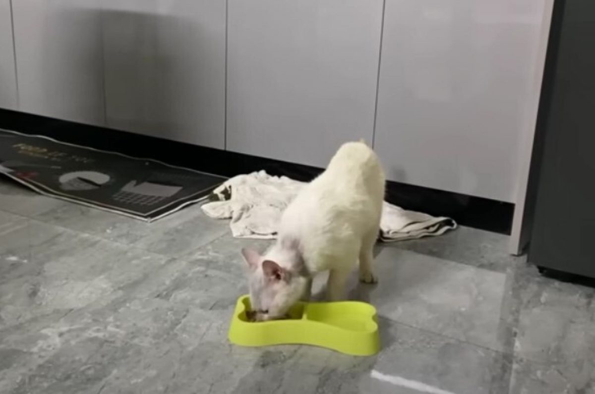 Katze frisst aus Futternapf