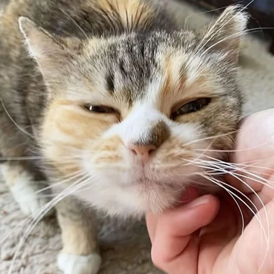 Katze geniesst Streicheleinheiten