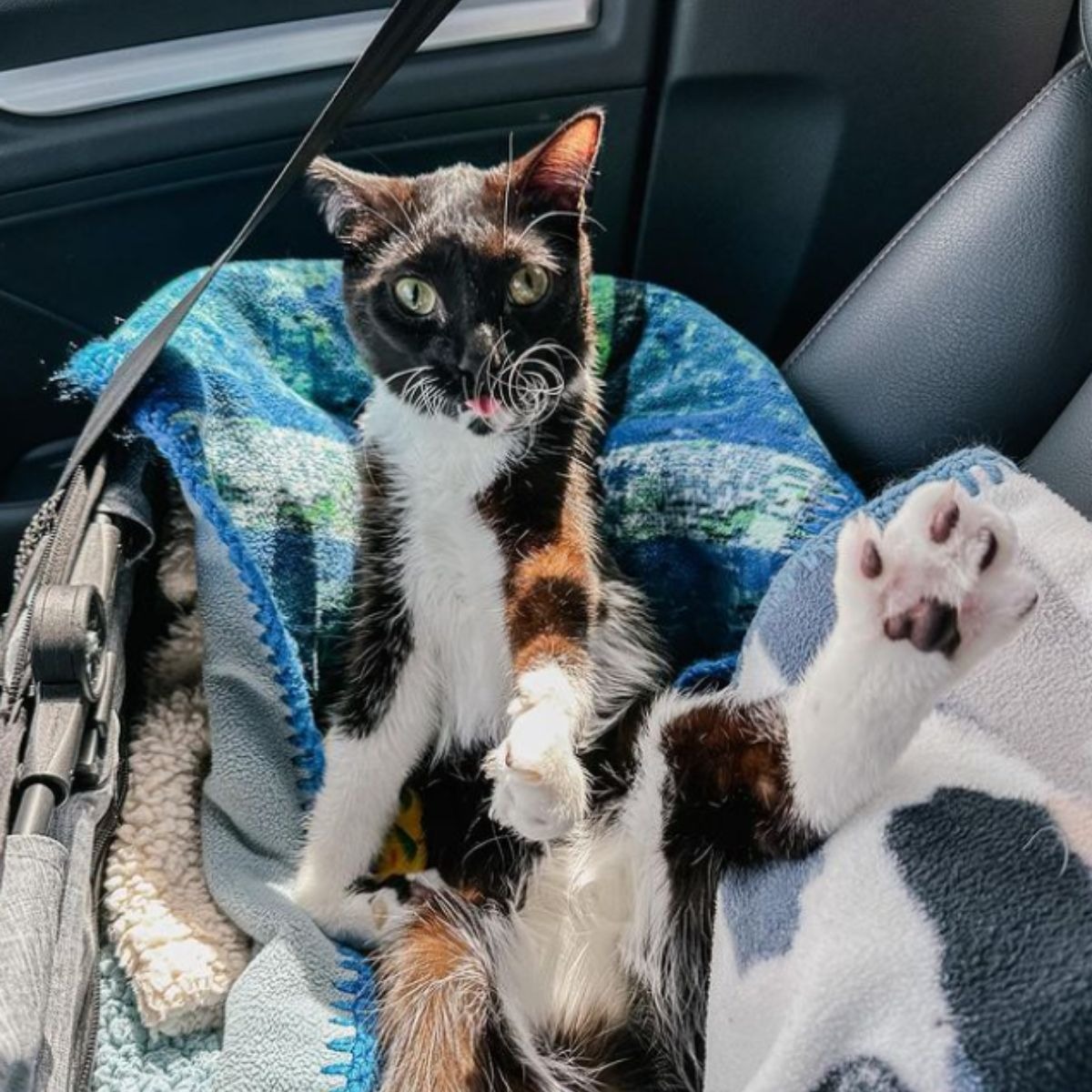 Katze im Auto