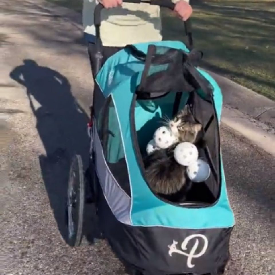 Katze im Kinderwagen auf einem Spaziergang