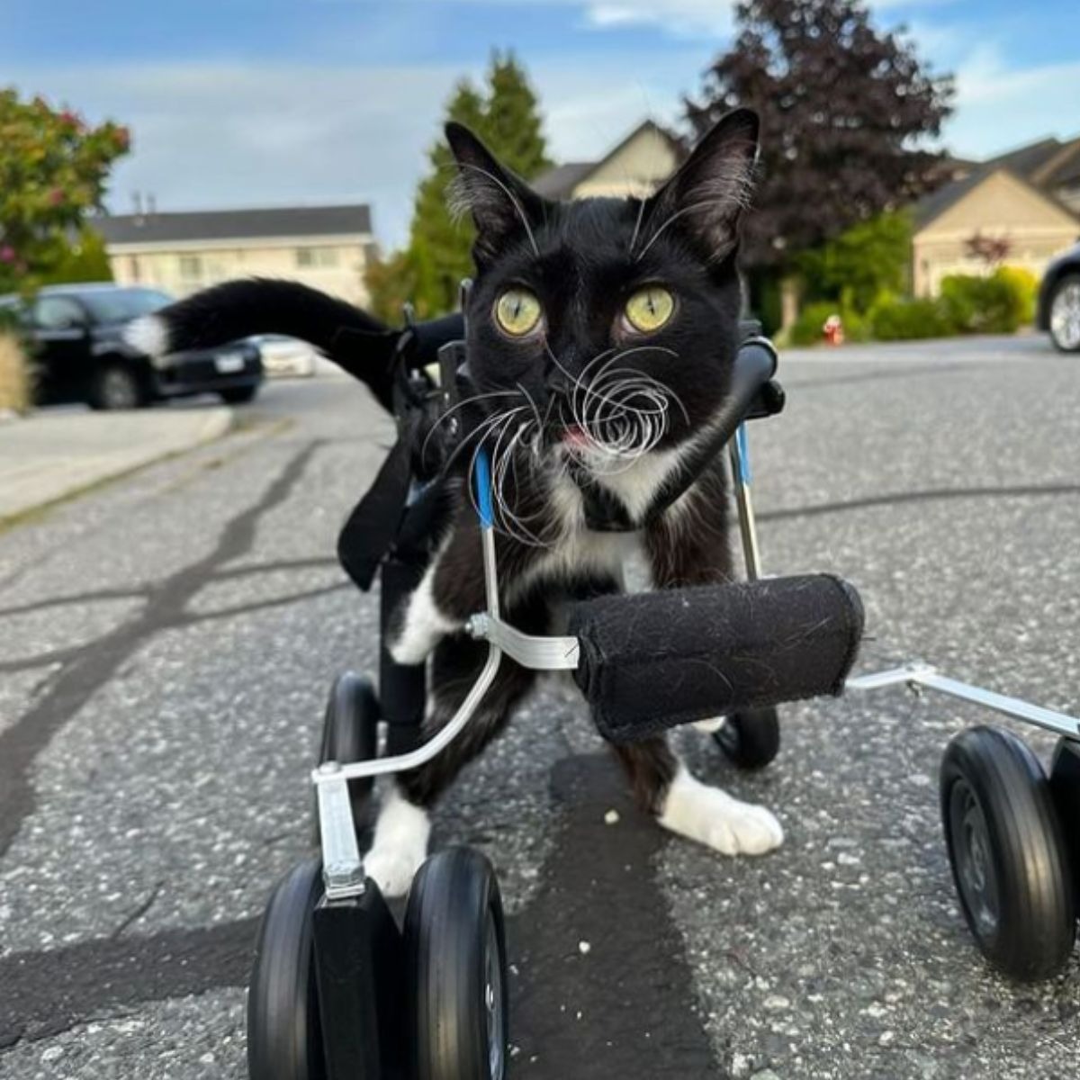 Katze im Rollstuhl