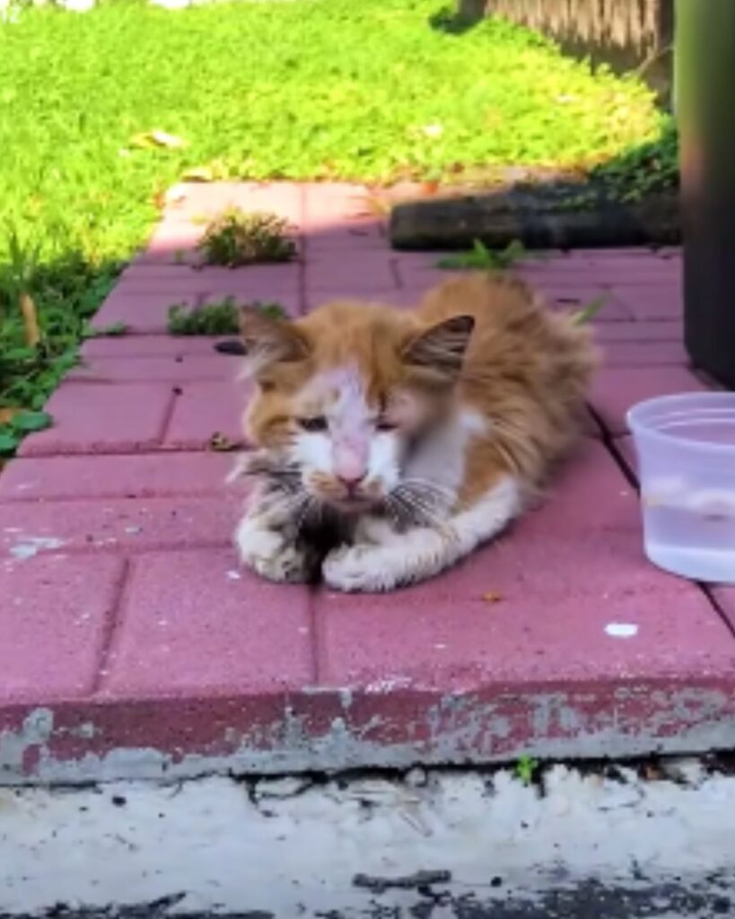 Katze in einem schlechten Zustand