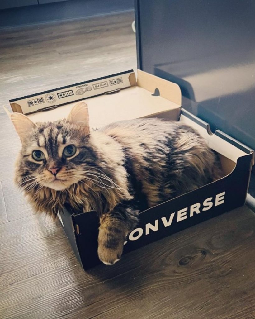 Katze in einer Schuhbox