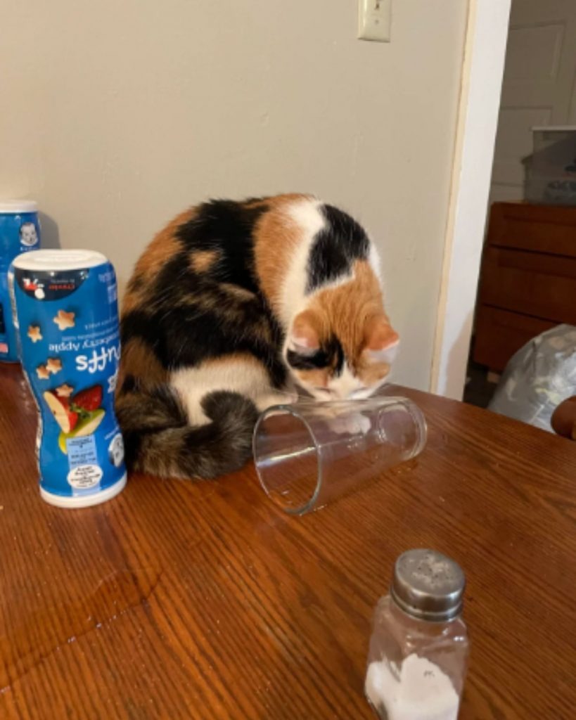 Katze kippt Glas um