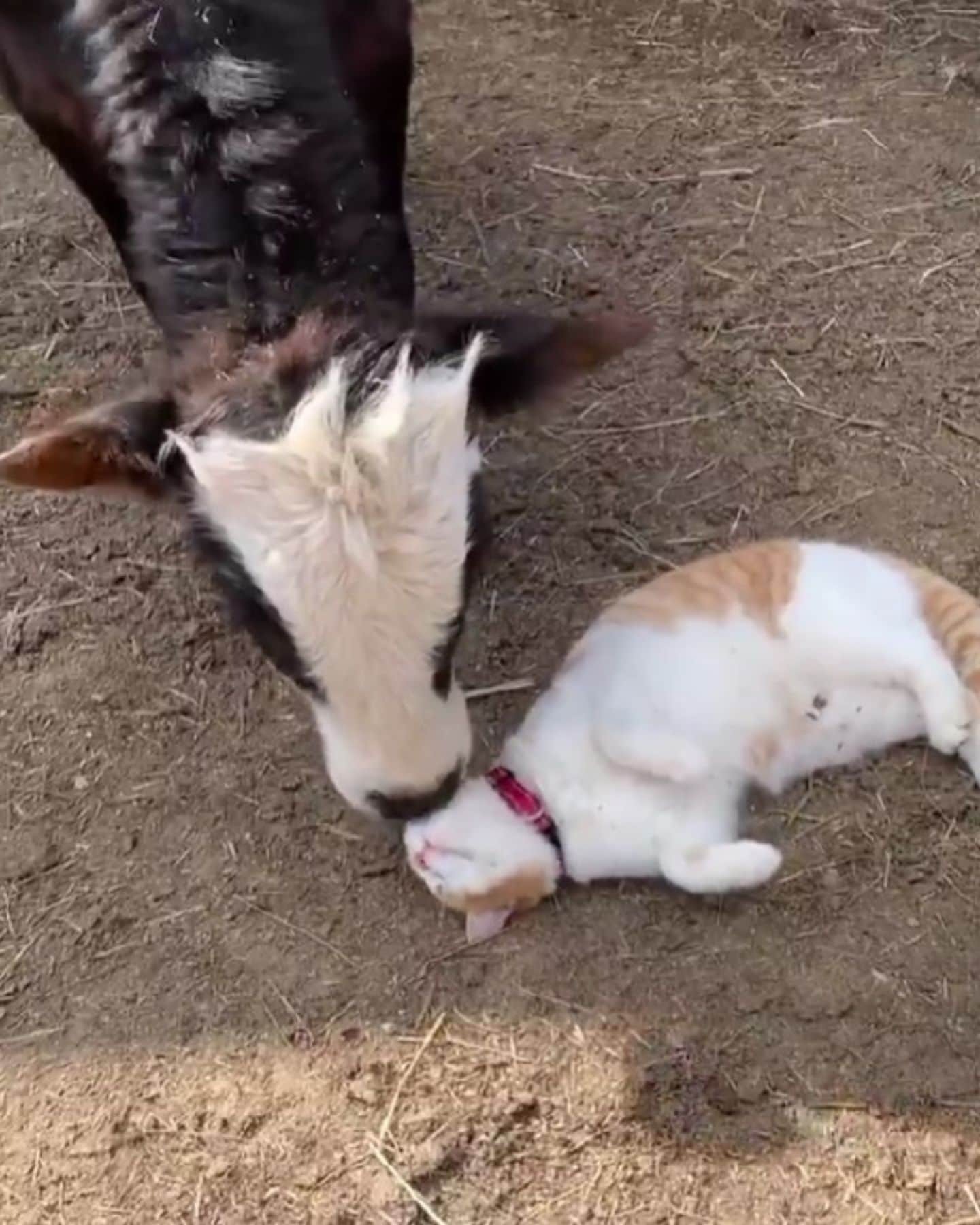 Katze kuschelt mit Kuh