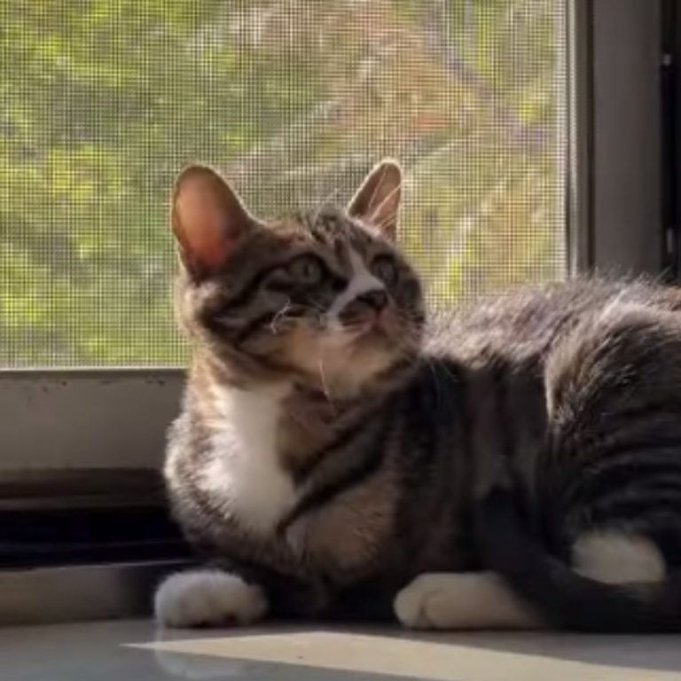 Katze liegt am Fenster