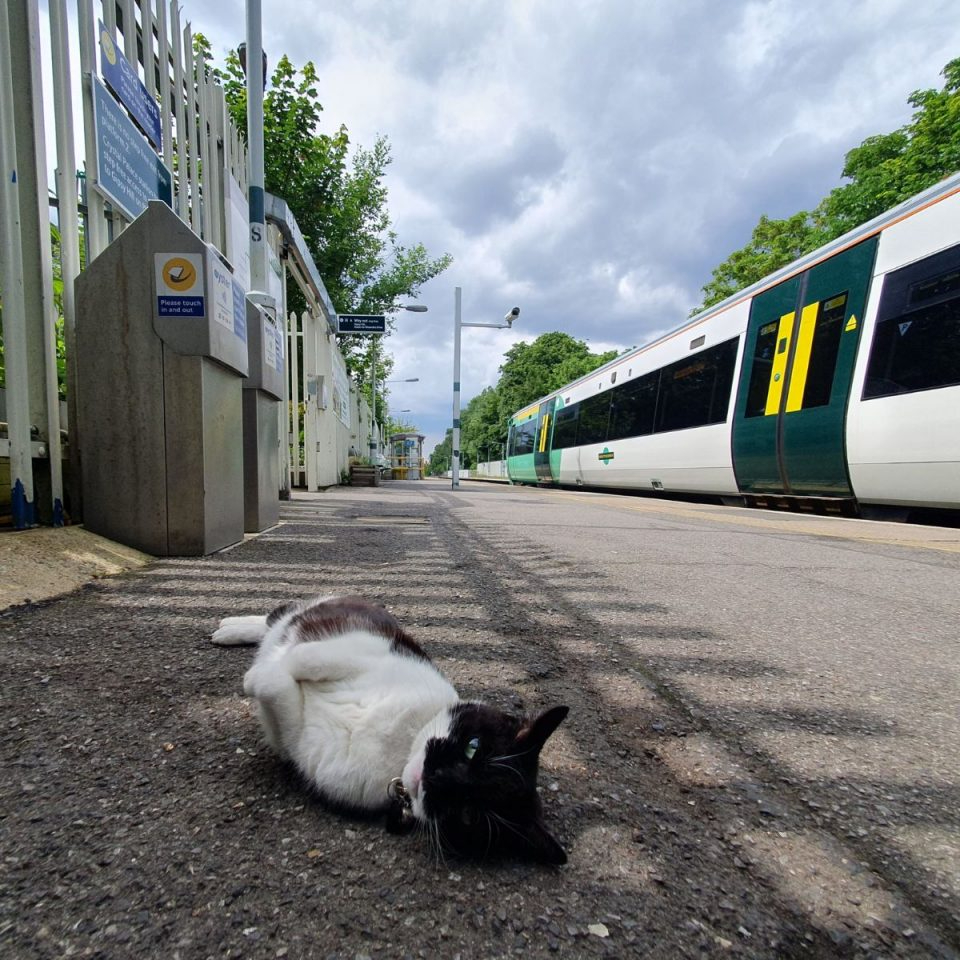 Katze liegt auf Bahnhof