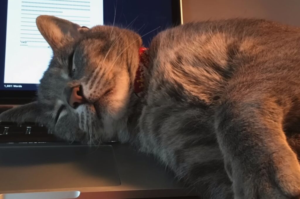 Katze liegt auf Laptop