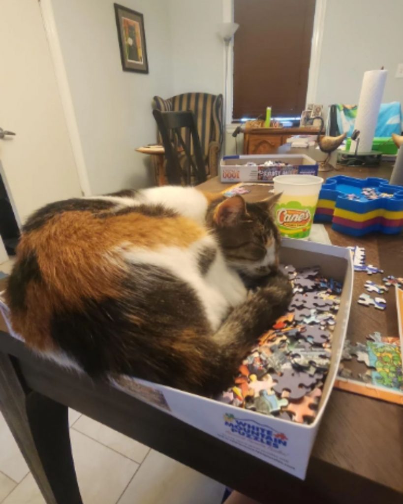 Katze liegt auf Puzzle