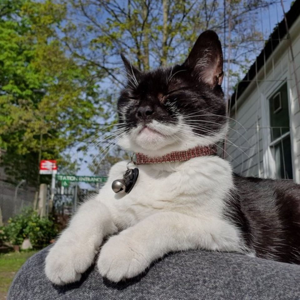 Katze liegt in der Sonne