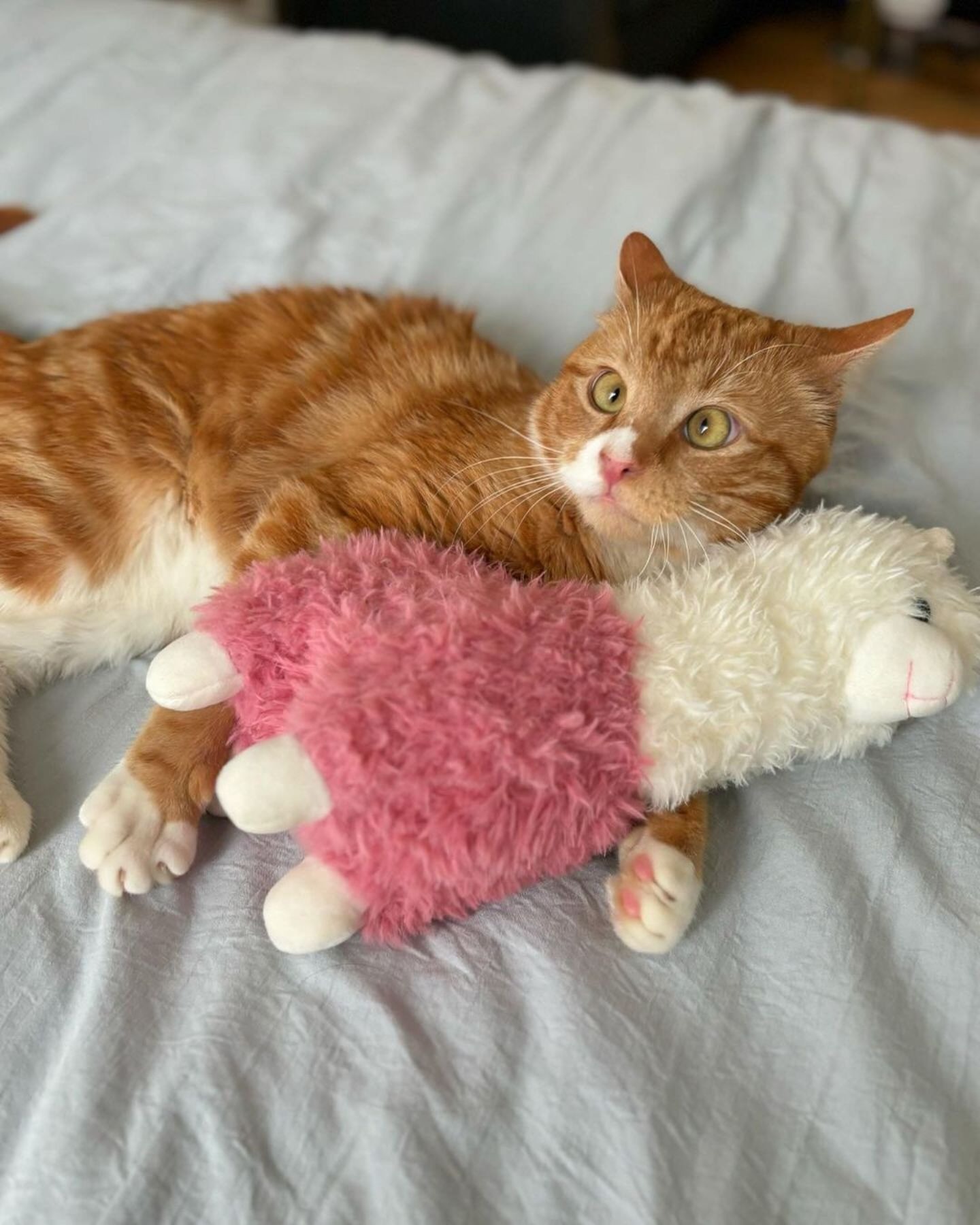 Katze liegt mit Spielzeug auf Bett