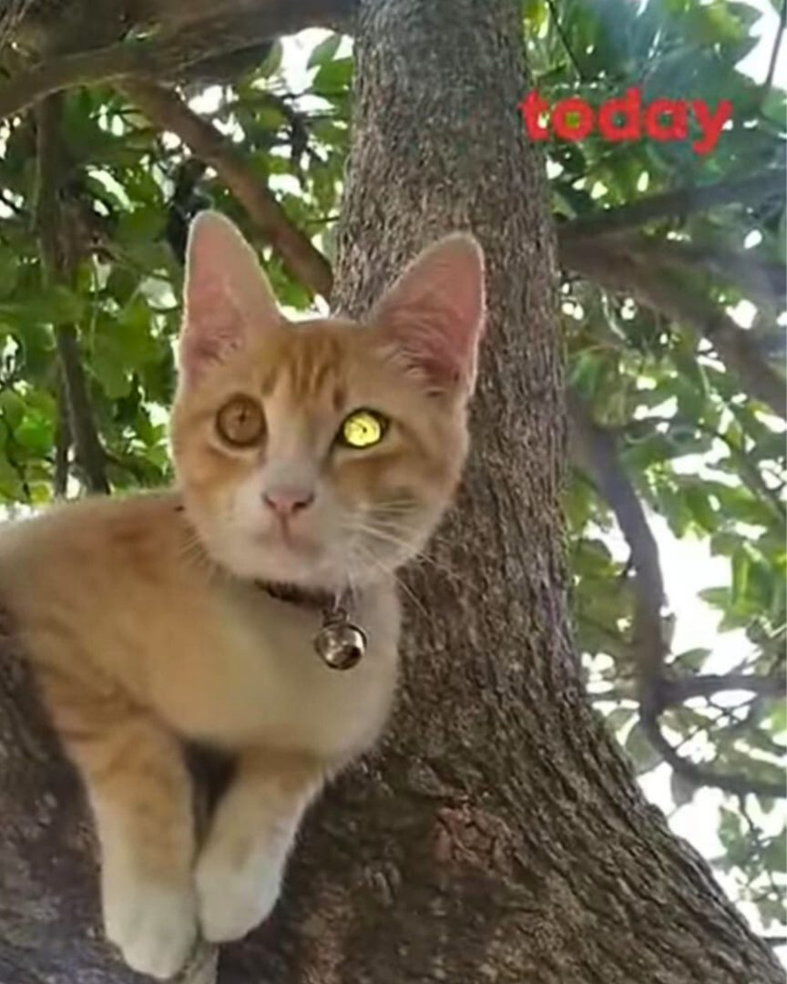 Katze mit Diamant-Auge im Baum