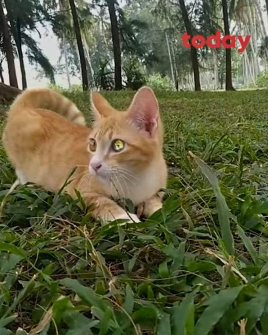 Katze mit besonderem Auge liegt im Gras