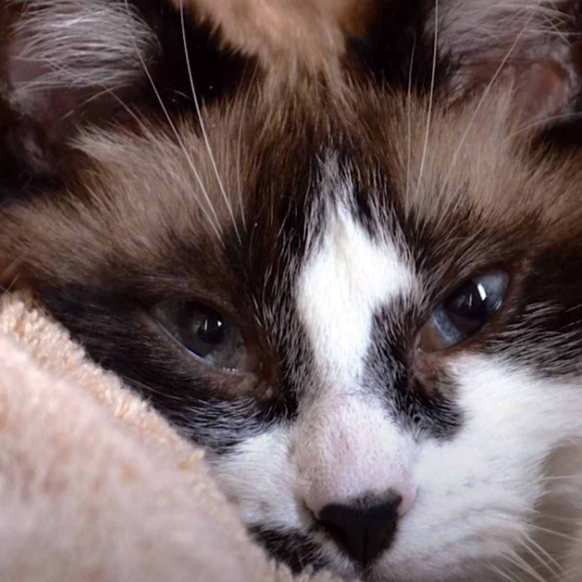 Katze mit blauen Augen