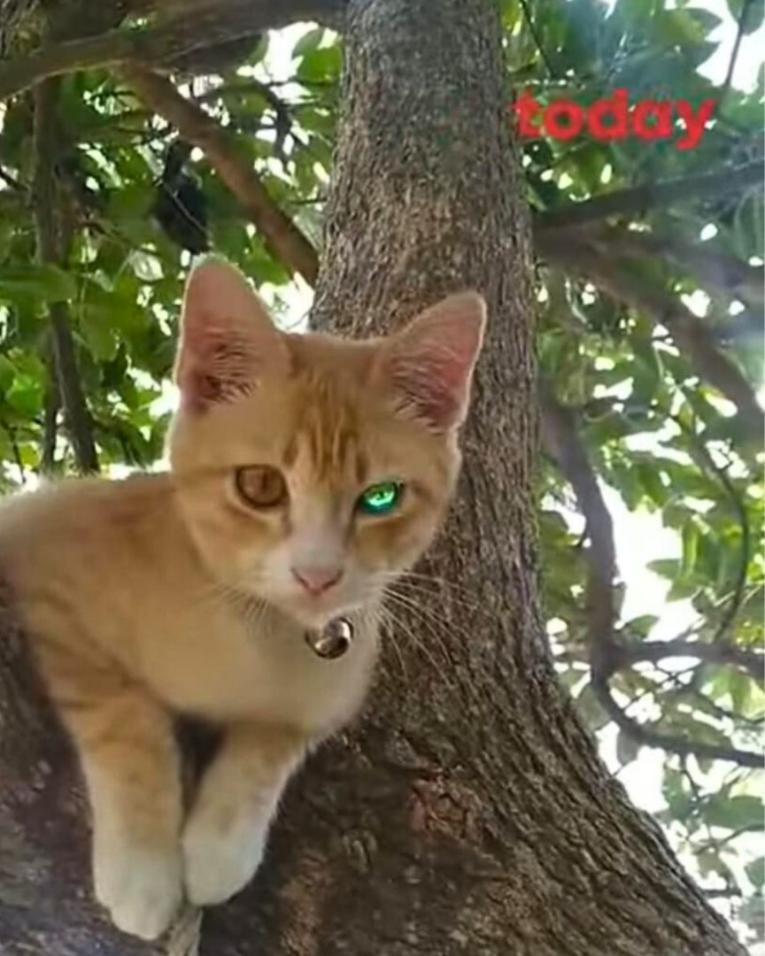 Katze mit diamantartigen Auge sitzt im Baum