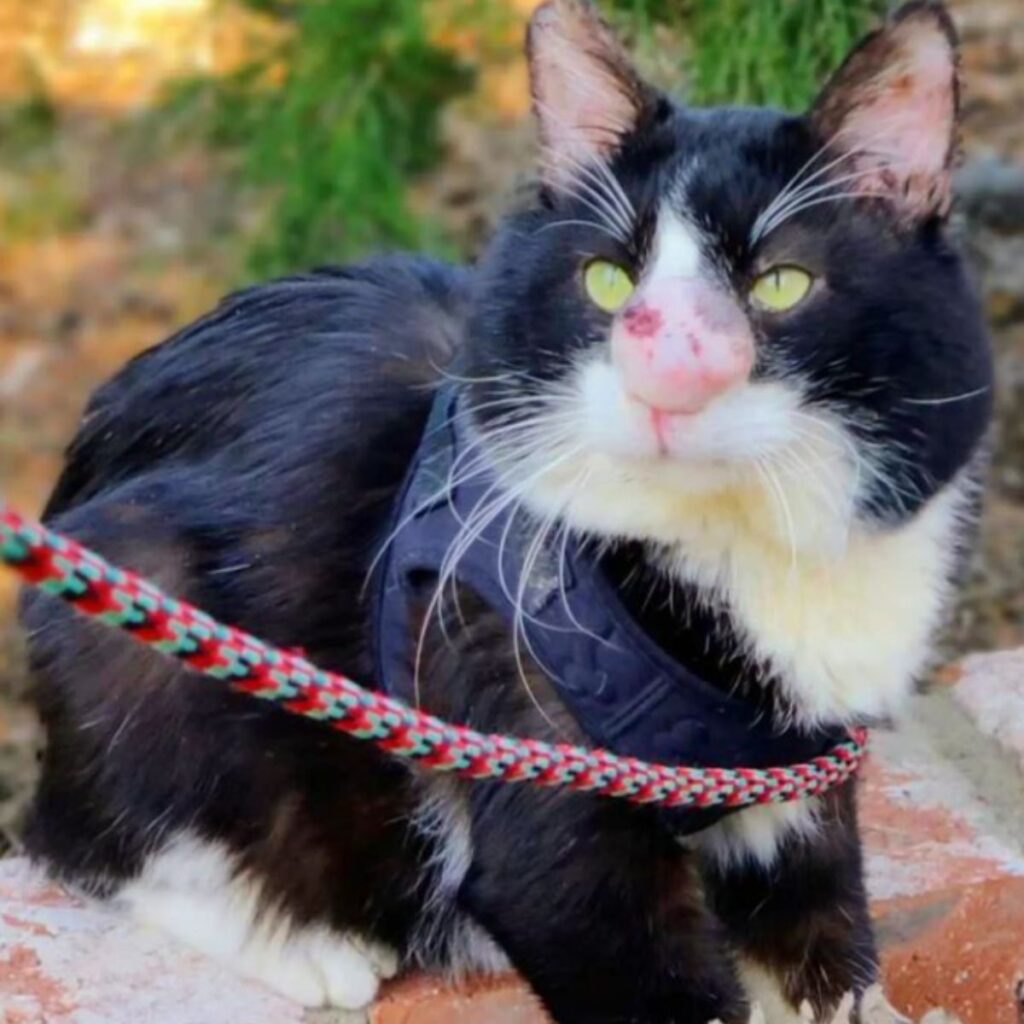 Katze mit einem Klumpen im Gesicht