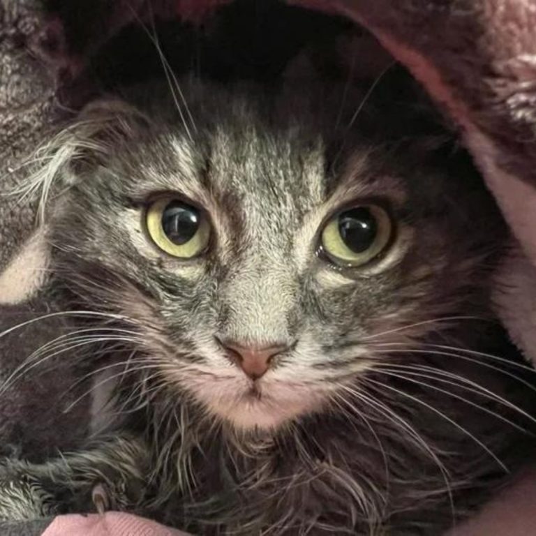 Katze mit großen gruenen Augen