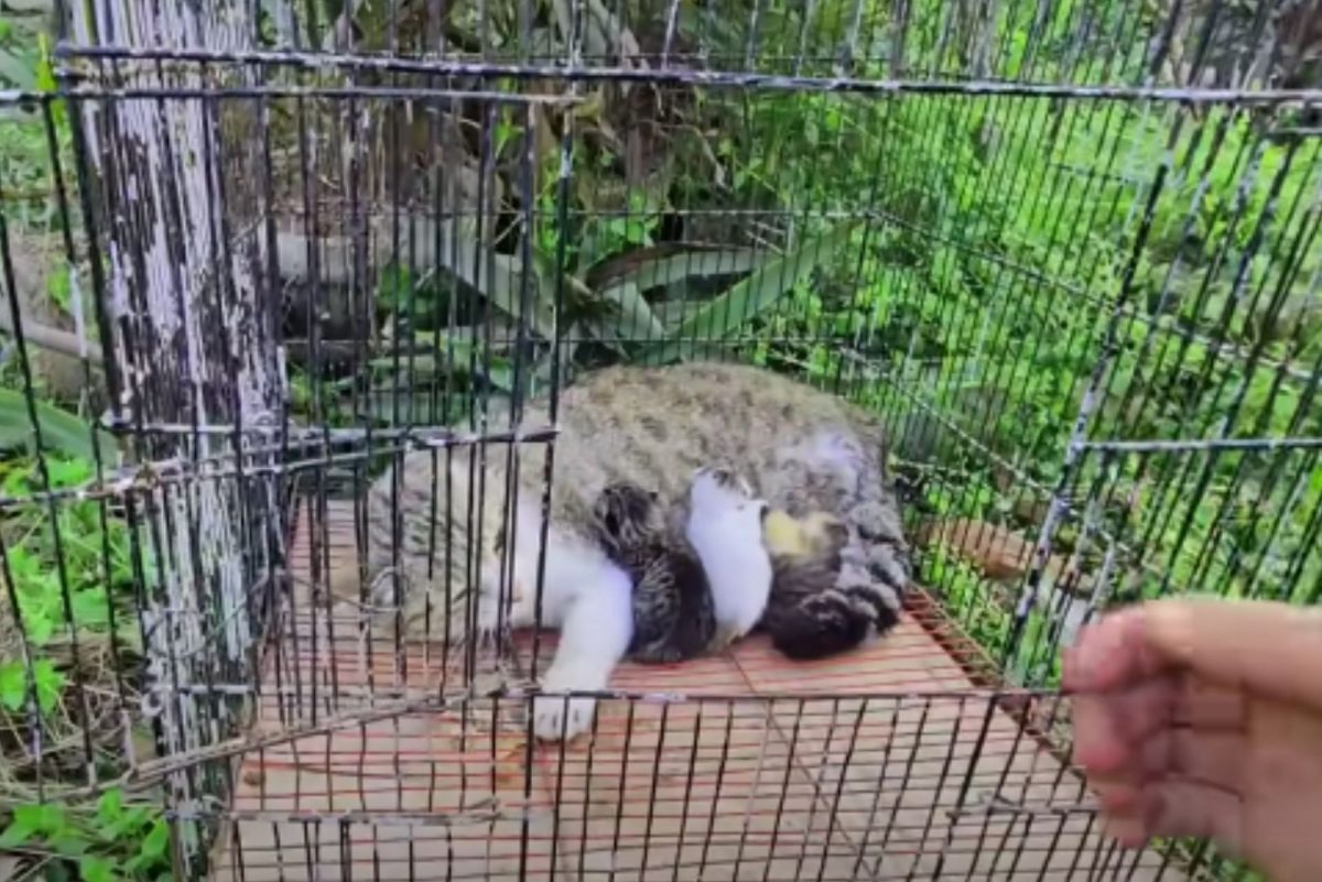 Katze mit ihren Babys liegt im Kaefig