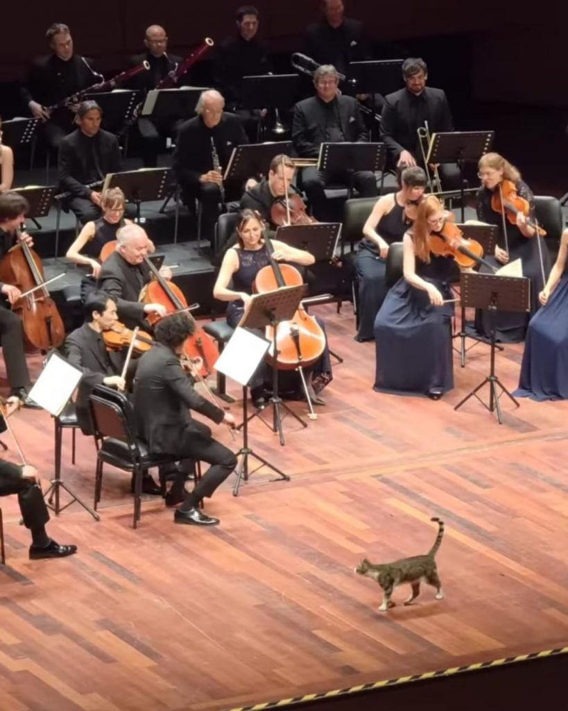 Katze neben einem Orchester