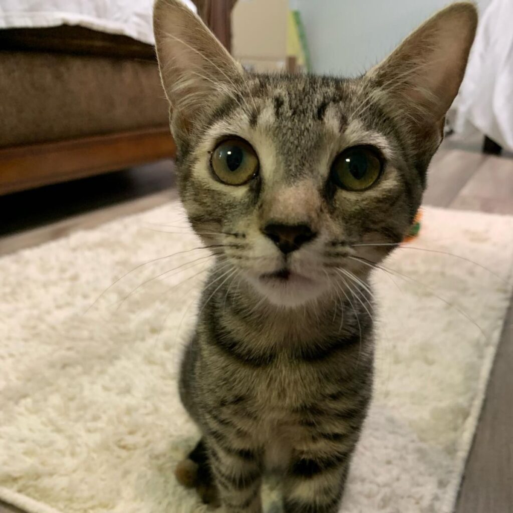 Katze schaut in die Kamera