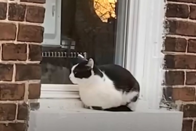 Katze sitzt am Fenster