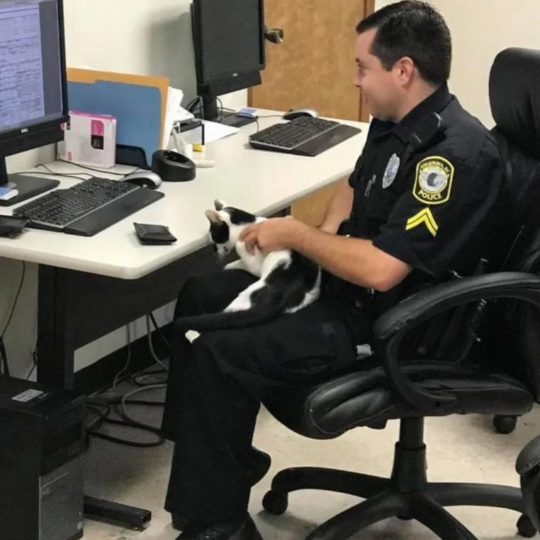 Katze sitzt auf dem Schoß eines Polizisten