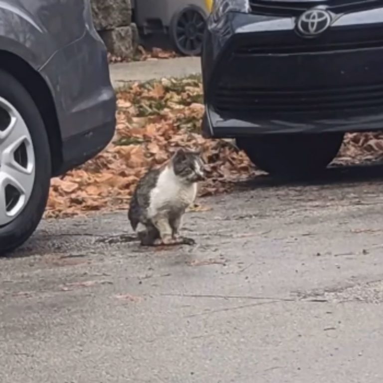 Katze sitzt auf der Straße zwischen Autos