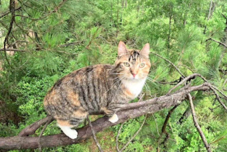 Katze sitzt auf einem Ast