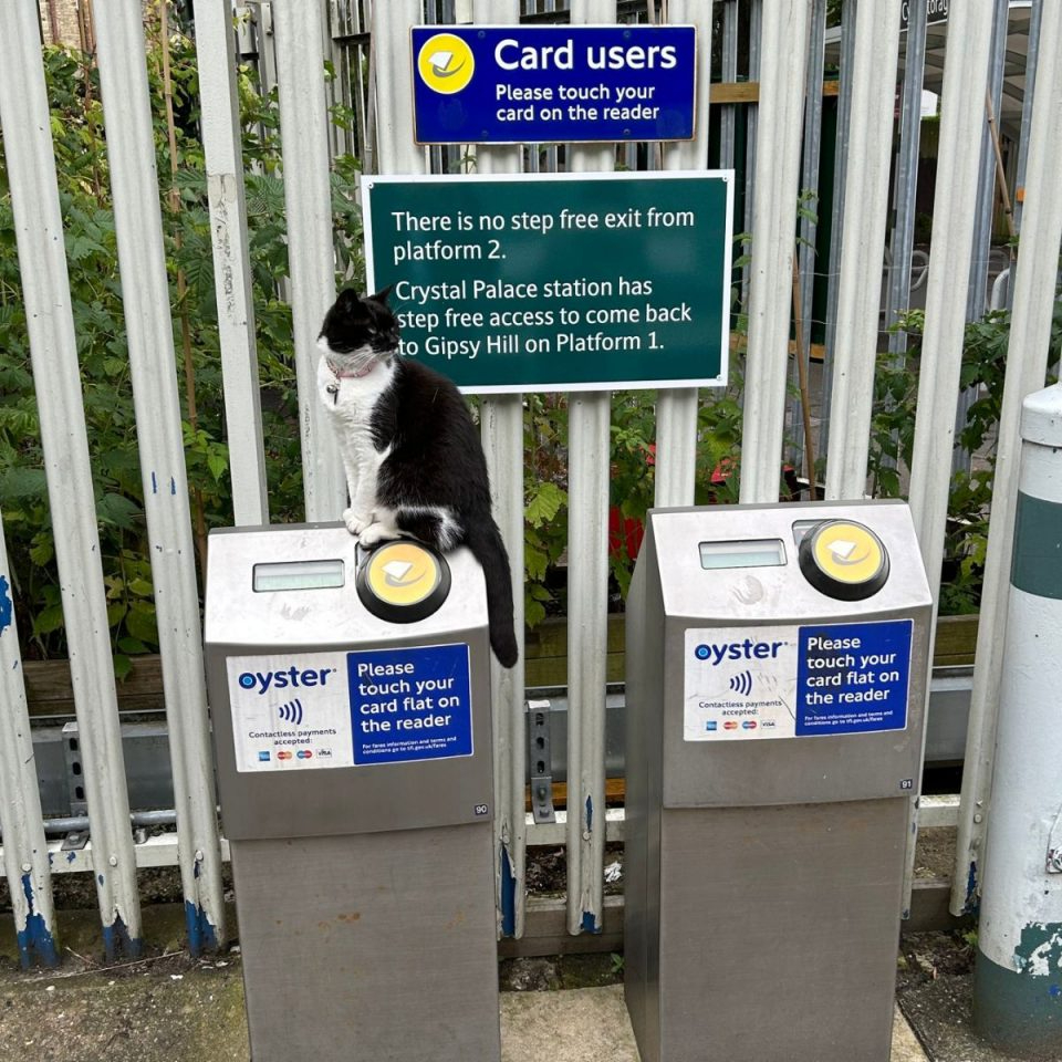 Katze sitzt auf einem Ticketautomaten