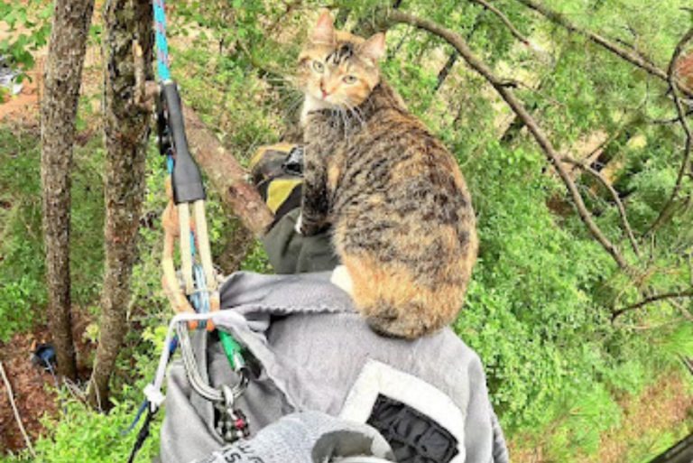 Katze sitzt im Baum