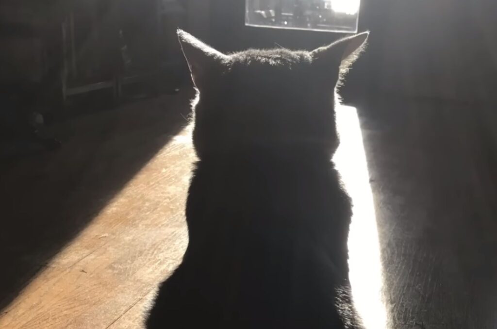 Katze sitzt im Sonnenlicht