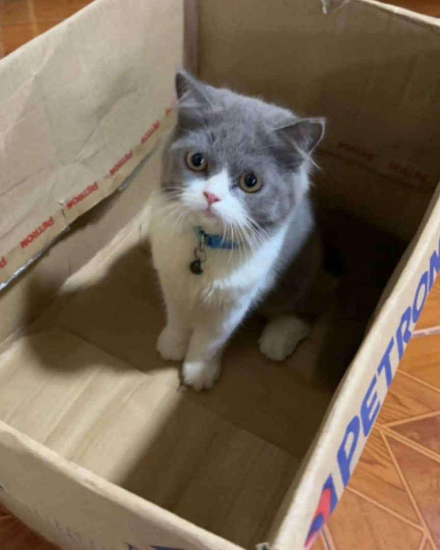 Katze sitzt in einer Box