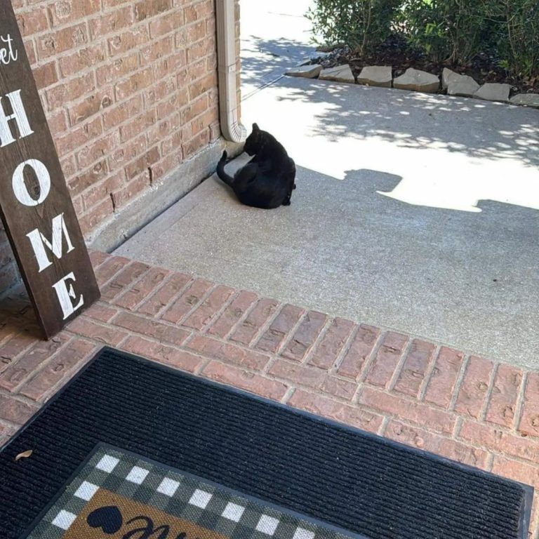 Katze sitzt vor einem Haus