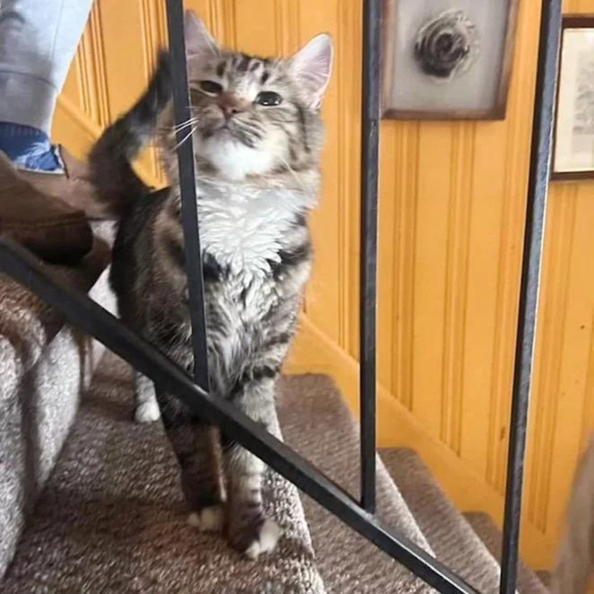 Katze spielt mit Ball