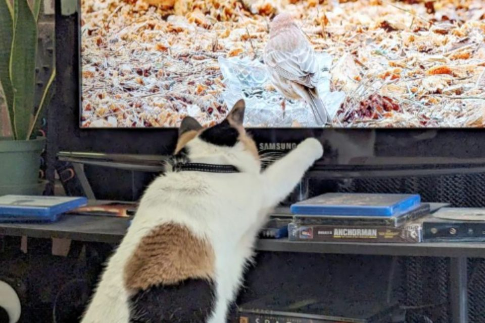 Katze spielt mit Fernseher