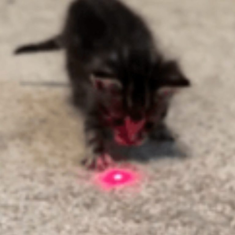 Katze spielt mit Laser